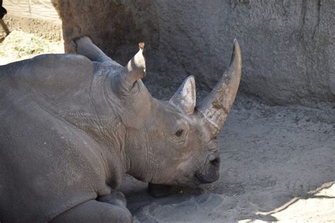 neushoorn dierenwiki de neushoorn