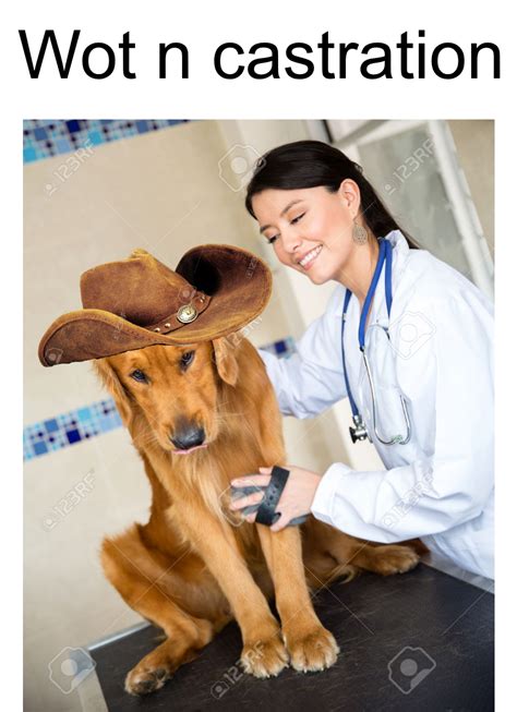 Wot N Castration What In Tarnation Know Your Meme