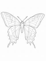 Swallowtail Coloring Tailed Two Butterfly Pages Supercoloring sketch template