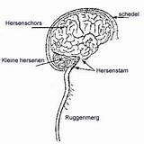 Zenuwstelsel Centraal Lichaam Menselijk Hersenen Ruggenmerg Regeling Waarneming Vlaanderen sketch template
