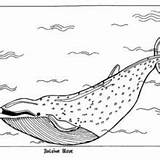 Whale Coloring Humpback Blue Pages Sea 69kb 220px Drawings Hellokids sketch template