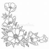 Flower Corner Outline Drawing Bouquet Hand Coloring Vector Anemone Background Drawings Windflower Leaf Spring Bud Floral Book Line Colouring Simple sketch template