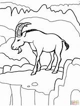 Coloring Ibex Goat Wild Alpine Pages Drawing Designlooter Goats 75kb 650px sketch template