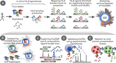 frontiers hla variants   preferences  present proteins