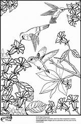 Coloring Pages Flowers Hummingbirds Hummingbird Bird Printable Adults Adult Birds Flower Color Humming Book Colouring Sheets Print Getcolorings Really Misc sketch template