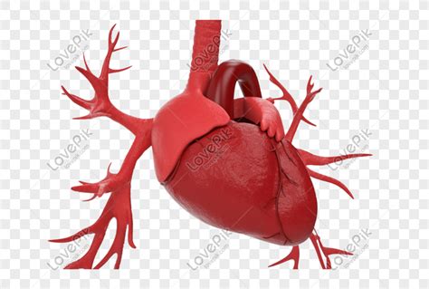 organo humano medico corazon png imagenes gratis lovepik