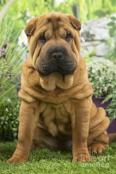 shar pei dog puppy photograph  mary evans picture library