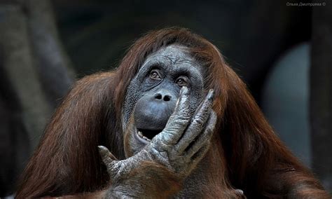null orangutan gorilla animals