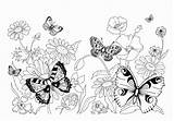 Schmetterling Malvorlage Malvorlagen Drucken Schmetterlinge Ausdrucken sketch template