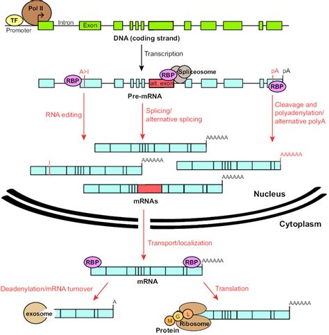 posttranscriptional regulation of gene expression by rbps when a
