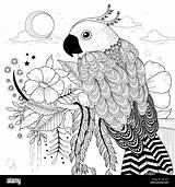 Papagei Malvorlagen Ausmalbild Schone sketch template