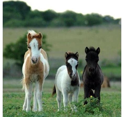 cutest ponies ive   cute horses horses