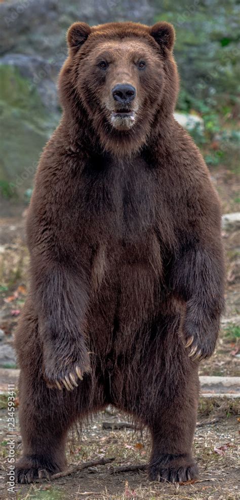 schita prea mult morocanos brown bear standing  concediu de odihna