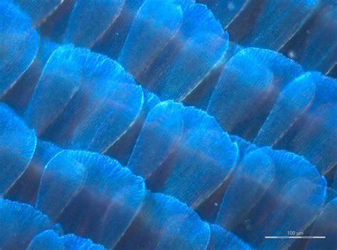 scientific image blue morpho butterfly wing reflected light nise network