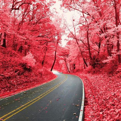 pink forest  wallpaper  android apk