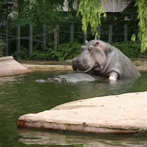 hippo sex picture ebaum s world