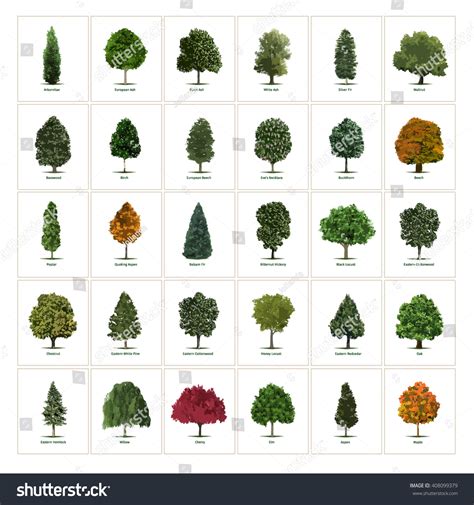 types  trees   images   images vectorielles