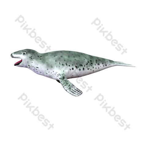 spotted seal png images cd   pikbest