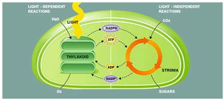 light dependent reaction process  light reaction