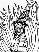 Jaguar Coloring Pages Rainforest Animal Drawing Color Grass Jaguars Animals Printable Drawings Head Jacksonville Tall Car Crafts Outline Baby Print sketch template