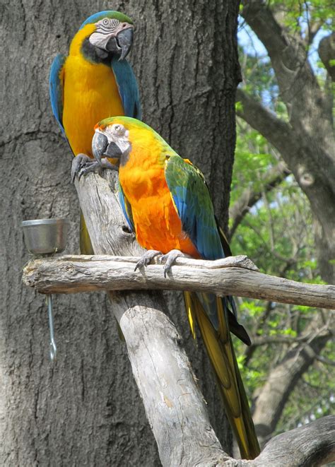 perched parrots  stock photo public domain pictures