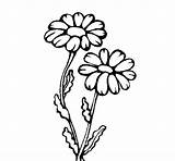 Daisies Para Margaritas Coloring Colorear Pintar Flores Flowers Coloringcrew Gif Flower sketch template