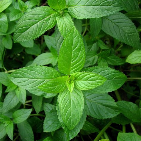 peppermint herb garden seeds  grams  gmo heirloom perennial herbal gardening  mint