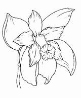 Coloring Orchid Flower Pages Kids Orchids sketch template