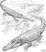 Crocodile Krokodil Zum Ausmalen Coccodrillo Kleurplaat Cocodrilos Alligators Gavial Colorear Cocodrilo Ganges Kleurplaten Gharial Disegnare Disegno Stampare sketch template