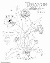 Dandelion Botanical Drawing Coloring Getdrawings sketch template