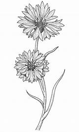 Cornflower Coloring Drawing Cornflowers Designlooter Tattoo Drawings Search Google Behance Flower 1000px 96kb sketch template