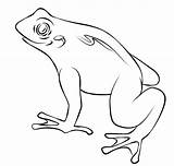 Frog Coloring Pages Template Printable Toad Frogs Easy Drawing Outline Simple Kids Print Cycle Tattoo Life Templates Cartoon Clipart Animal sketch template