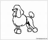 Poodle Pages Puppy Coloring Color sketch template