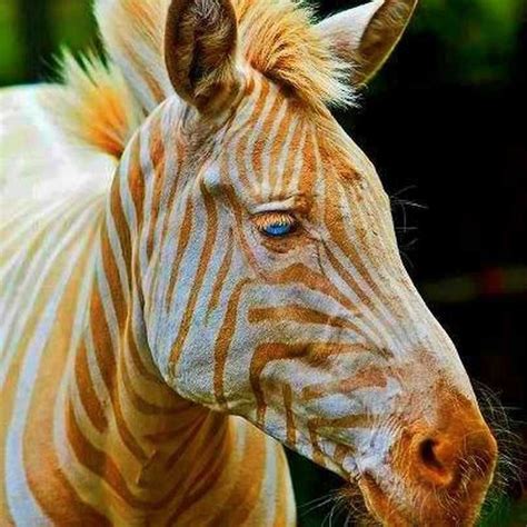 golden zebra rare animals animals animals beautiful