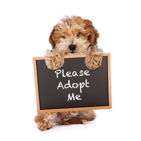 adopt  dog   shelter hirerush blog