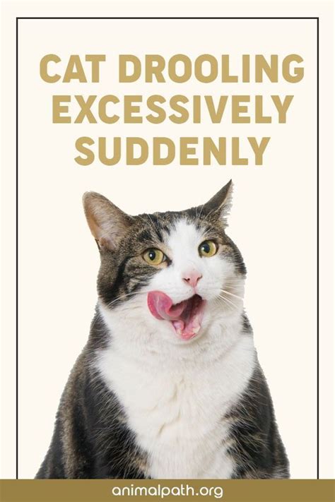 cat drooling excessively suddenly cat drooling cat care tips drooling