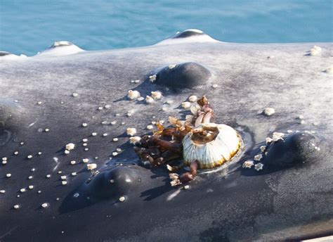 whale barnacles  whale lice kimberley whale watching