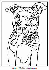 Coloring Pages Pit Bull Pitbull Terrier Dog American Puppy Adult Colouring Staffordshire Dogs Color Printable Getdrawings Terriers Sheets Drawing Choose sketch template