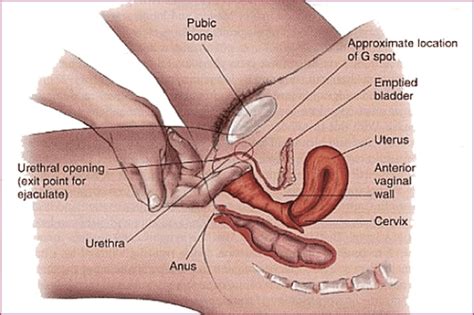 prostate orgasm diagram