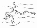Rana Ranas Colorare Disegni Anfibios Rane Nadando Frogs Reptiles sketch template