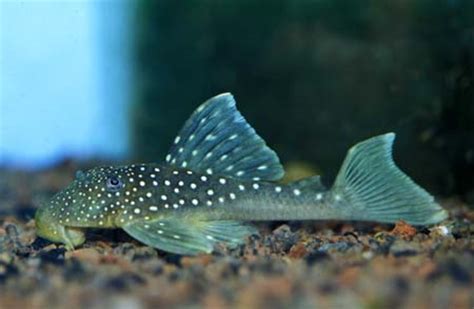 hemiancistrus sp blue phantom plec   fish