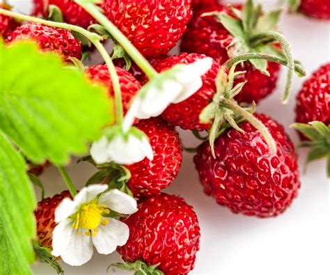 fragaria p   hd wallpapers backgrounds   rare gallery