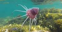 Afbeeldingsresultaten voor Helmet jellyfish. Grootte: 201 x 106. Bron: www.inaturalist.org
