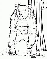 Freelance Grizzly Kodiak Coloringhome sketch template