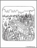 Coloring Pages Adult Wilderness Toad Adults Printable Patriotic Colorwithfuzzy Pdfs sketch template
