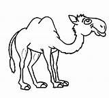 Cammello Kamele Colorir Camelo Cammelli Camello Camellos Imprimir Dromedarios Mamíferos Tiere Pintarcolorir Iluminar Mamiferos Malvorlage Dromedario Sobres Condividi Kategorien Dromedari sketch template