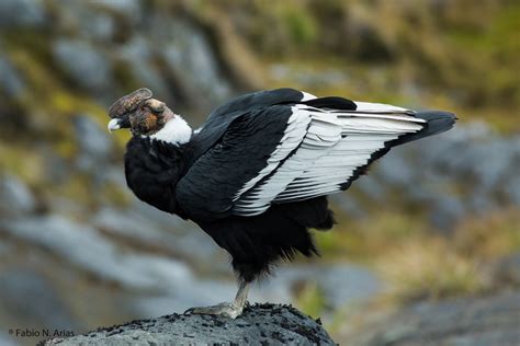 condor andinoandean condorvultur gryphus birds colombia