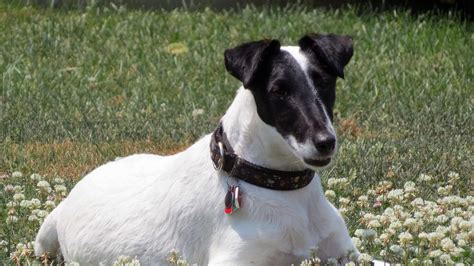 smooth fox terrier dog breed information pictures cyberpet