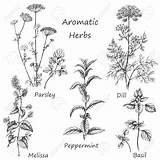 Erbe Aromatiche Pflanzen Disegnate Peppermint Drawing Droga sketch template