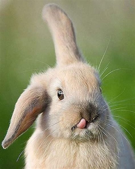 funny rabbits  put  big smile   face bouncy mustard